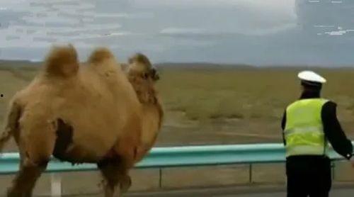 瘦死的骆驼爆料视频,揭秘娱乐圈惊人内幕  第3张